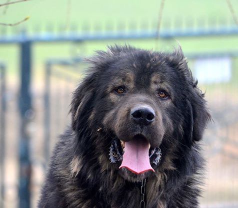 Ivan, nasz Puszek Okruszek pojechał się uczyć do Chaty Leona